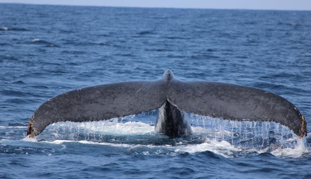 【3月30日】那覇発ホエールウォッチング